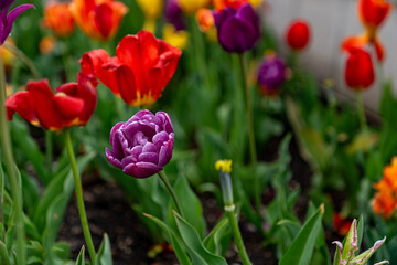 Purple Tulips in a Field