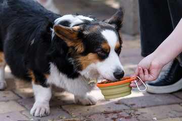 Welsh Pembroke Corgi dog walks in a city park on a sunny day. Drinks water from a collapsible bowl....