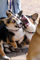 Young energetic Pembroke Welsh Corgi dogs play with each other in a city park. Aggressive and frightened face. Cheerful fussy puppies. Raising puppies, cynology, training