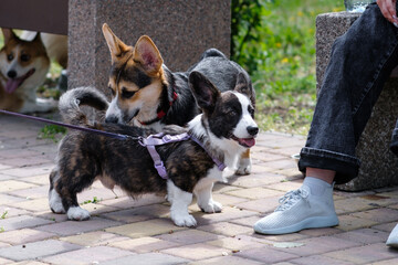 Young Pembroke Welsh Corgi and Cardigan Corgi dogs walk in a city park on a sunny day. Cheerful fussy puppies. Raising puppies, cynology, training