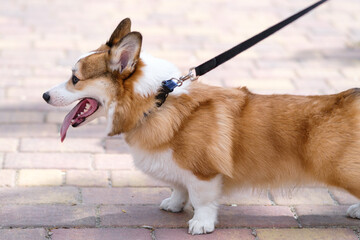 Young Pembroke Welsh Corgi dog walks in a city park on a sunny day. Cheerful fussy puppies. Raising puppies, cynology, training