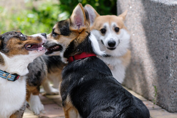 Two young energetic dogs Pembroke Welsh Corgi and Cardigan Corgi play with each other in a city park. Funny dog in the background. Cheerful fussy puppies. Raising puppies, cynology, training