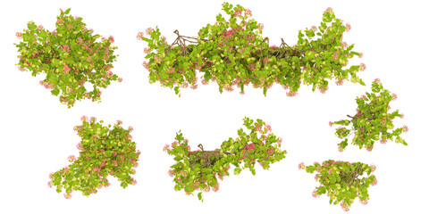 Group of creeper plants, isolated on transparent background from top view