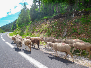 Large group of sheep walking on road to top of Mount Ventoux surrounded by mystical fog in Provence...