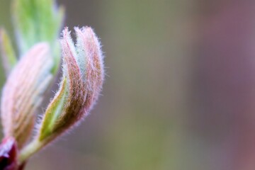 In spring, the first leaves appear on the trees. Selective focus. The beginning of spring. The...