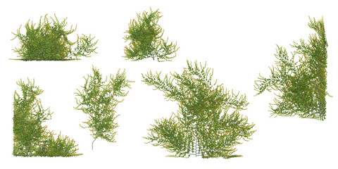 Set of various creeper plants, isolated on transparent background from the top view