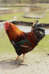 Big beautiful rooster 