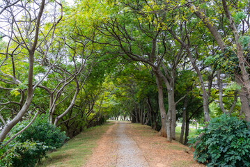 Beautiful pathway with row of lush tree