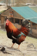 Beautiful rooster in the village