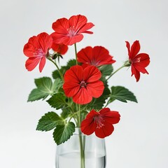 flower in a pot on white