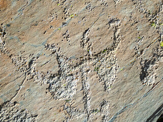Bronze Age Rock Engravings Carvings or Petroglyphs of Bulls in the Vallée des Merveilles (Valley...