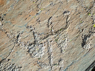 Bronze Age Rock Engravings Carvings or Petroglyphs of Bulls in the Vallée des Merveilles (Valley of marble) and Vallon de Fontanalba, Mercantour National Park, France, Europe. Anthropomorphic figures