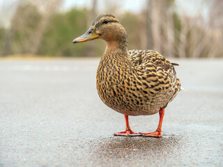Female of mallard is standing on a highway. Safety of wild animals concept. Close-up.