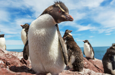 Rockhopper
