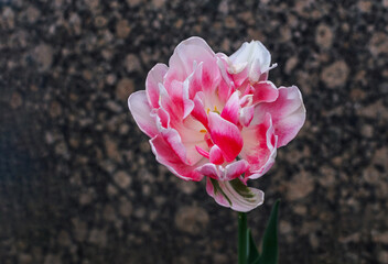 white-red terry tulip on a blurred dark spotted background
