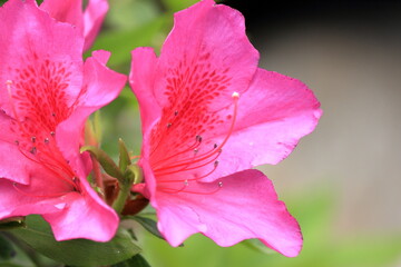 赤いツツジの花が満開
