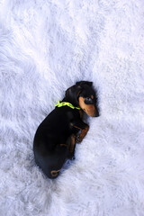 cachorro fofo filhote de Duchshund deitado relaxando - obrazy, fototapety, plakaty
