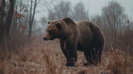   A large brown bear atop a dry, grass-covered field gazes toward a forest teeming with trees