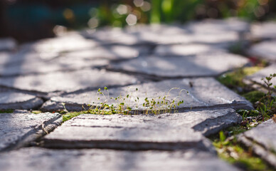 small green sprouts of moss between gray paving slabs on a blurred background
