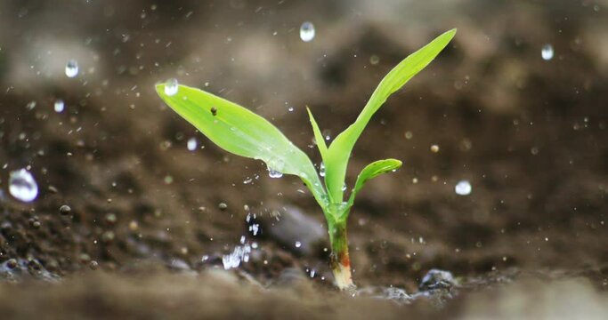 Super slow motion macro of splashing water drops falling on young corn maize vegetable plant sprout on ecological farmland agricultural plantation field.Agriculture, agribusiness, biologic cultivation