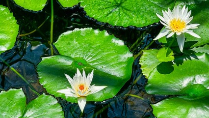 Vibrant water lilies bloom on serene pond, embraced by lush, green leaves. This scene, set on...