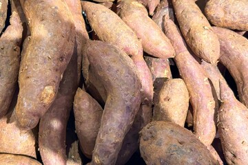 Vegetable background of freshly harvested, natural sweet potatoes with rustic texture and earthy color. Concept of healthy eating, nutrient-rich food, and the benefits of organic, farm-grown produce