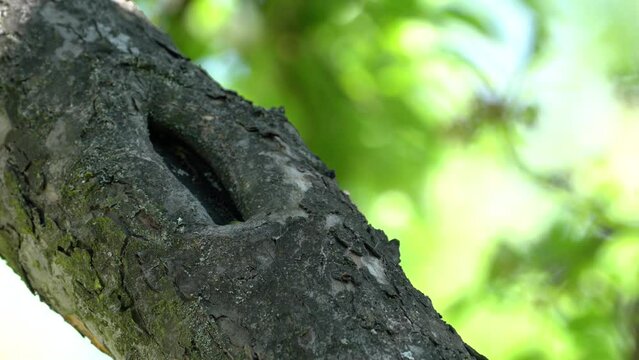 Black Redstart on a tree branch, male (Phoenicurus ochruros) - (4K)
