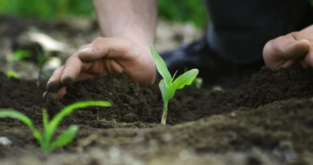 Super slow motion close up of farmer planting with hands young sprout of corn maize vegetable plant on ecological farmland agricultural plantation field.Agriculture, agribusiness, biologic cultivation - Powered by Adobe