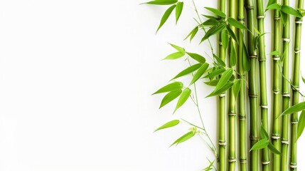 Vibrant Bamboo Stalks and Fresh Leaves on White Background - Eco-Friendly Concept. Horizontal banner with copy space