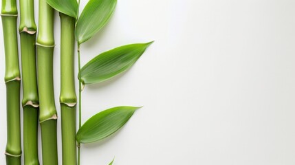 Fresh Bamboo Stalks with Vibrant Green Leaves on White Background. Horizontal banner with copy space