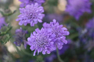 Purple flowers in my garden close up