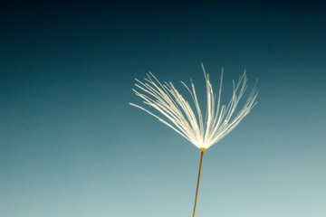 dandelion fluff, macro photo on a blue light background, contrast, abstraction