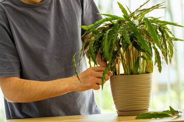 a man trims the leaves of an indoor flower, man cares about houseplant, caring for indoor plants,...