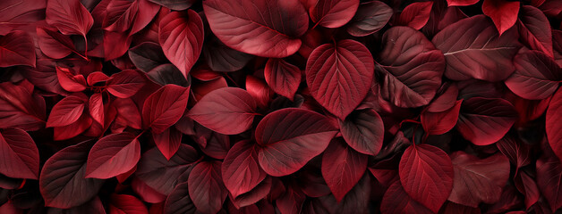 Plantas vermelha - Textura