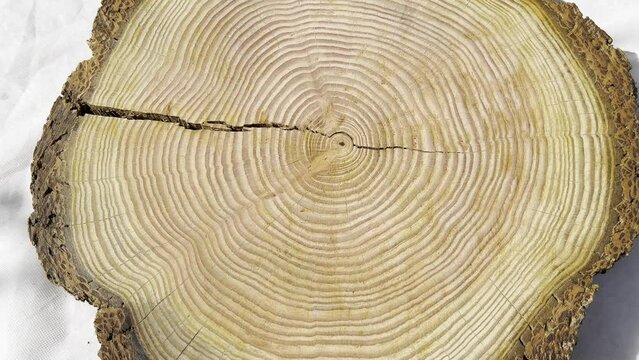 Tree disc, annual rings