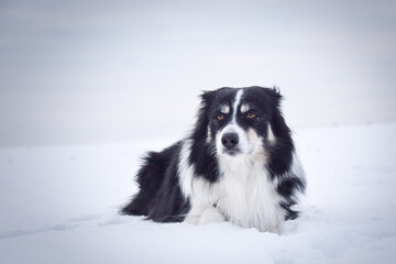 Tricolor border collie is lying on the field in the snow. He is so fluffy dog.	