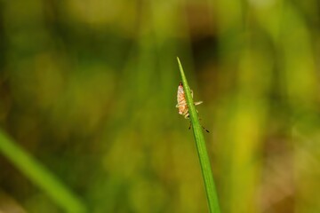 Tick brown sits on green blade of grass stalk in spring forest. Tick crawling on green leaf close...