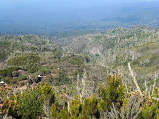 View from a drone on the gentle slopes of the mountain overgrown with dense forest and grass in...