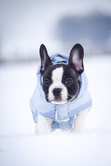 Small french bulldog is running in the snow. He has a coat
