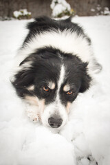 Tricolor border collie is lying on the field in the snow. He is so fluffy dog.	