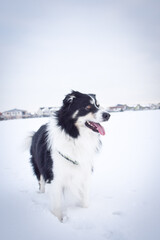 Border collie is standing in the snow. Winter fun in the snow.	
