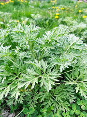 Obraz premium Wormwood bush grows on a lawn