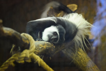 black-and-white colobus monkey resting on a large tree branch inside what appears to be an indoor or enclosed area, possibly a zoo habitat. The monkey is lying on its side with its head resting on the