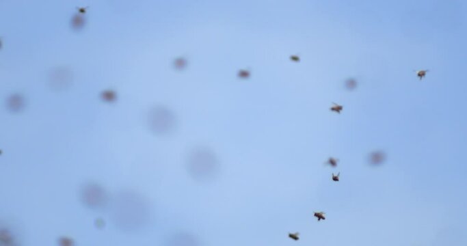Super slow motion close up of free honey bee colony swarm flying during nectar collecting in green ecological natural habitat on blue sky background.