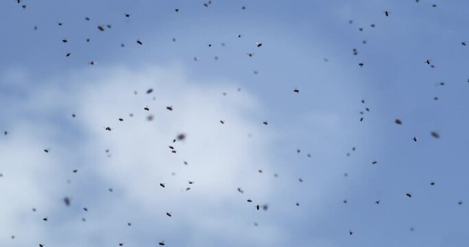Super slow motion of free honey bee colony swarm flying during nectar collecting in green ecological natural habitat on blue sky background.