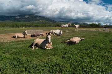 Naklejka premium horse, animal, nature, plants, spring, sunny, mountains, landsca