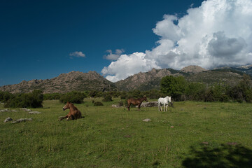 Fototapeta na wymiar horse, animal, nature, plants, spring, sunny, mountains, landsca