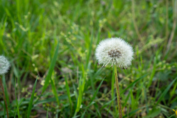 dandelion in the grass