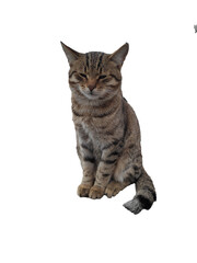 Little gray kitten isolated on white background.