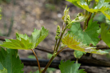 The grapevine buds in the sunlight.